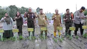 Gubernur Babel Tanam Padi Program Desa Adhyaksa, Perkuat Kemandirian Pangan Daerah