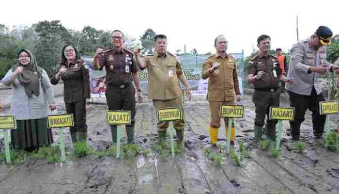 Gubernur Babel Tanam Padi Program Desa Adhyaksa, Perkuat Kemandirian Pangan Daerah