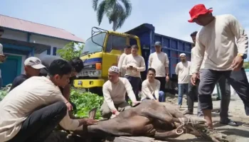 PLN UID Sumbar Potong 8 Sapi Kurban pada Iduladha 1447 Hijriah
