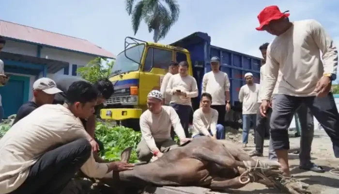 PLN UID Sumbar Potong 8 Sapi Kurban pada Iduladha 1447 Hijriah