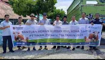 PT TIMAH Salurkan Bantuan 39 Ekor Sapi Kurban di Kabupaten Bangka Barat