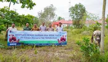 PT TIMAH Membagikan Hewan Kurban, Warga Bangka Selatan Merasakan Kehangatan Idul Adha