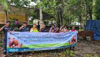 PT Timah Distribusikan 46 Ekor Sapi Kurban di Pulau Belitung