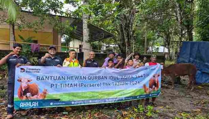 PT Timah Distribusikan 46 Ekor Sapi Kurban di Pulau Belitung