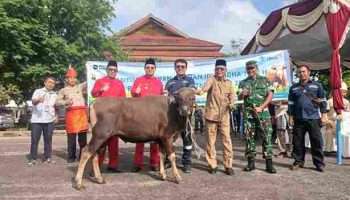 PT TIMAH Serahkan 39 Ekor Sapi Kurban ke Pemkab Bangka Barat