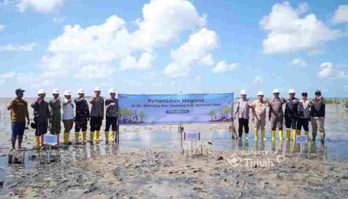 PT TIMAH dan Warga Pesisir Beltim Gelar Aksi Penanaman Mangrove di Pantai Mudong