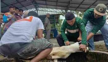 Karyawan PT TIMAH Distribusikan Daging Kurban kepada Warga Bangka Barat
