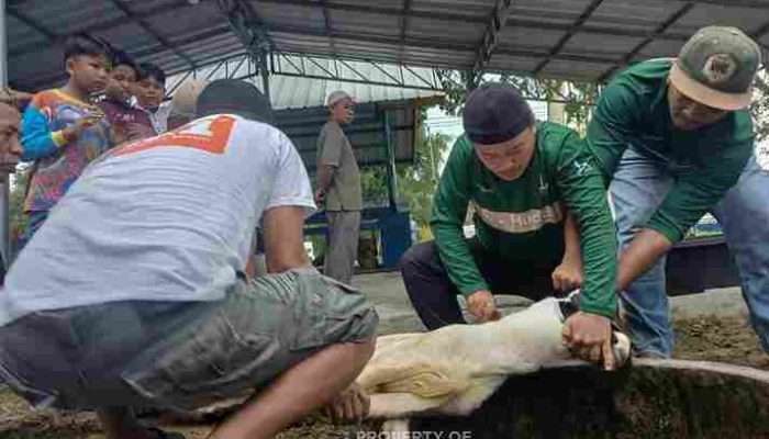 Karyawan PT TIMAH Distribusikan Daging Kurban kepada Warga Bangka Barat