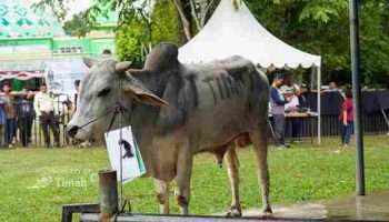 PT TIMAH Memberdayakan Peternak Lokal, Hewan Kurban Buka Peluang Ekonomi Masyarakat