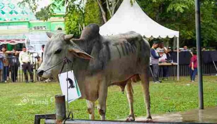 PT TIMAH Memberdayakan Peternak Lokal, Hewan Kurban Buka Peluang Ekonomi Masyarakat