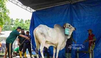 Idul Adha Tahun ini, PT TIMAH Distribusikan 268 Ekor Hewan Kurban di Wilayah Operasional