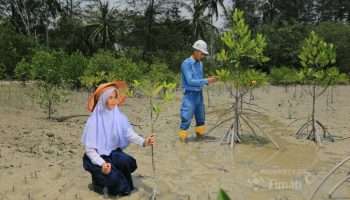 PT TIMAH Tanam 36.100 Mangrove, Dukung Target Net Zero Emissions 2060
