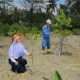 PT TIMAH Tanam 36.100 Mangrove, Dukung Target Net Zero Emissions 2060