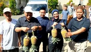 Tua Tunu Disulap Jadi Sentra Nanas Kebanggaan Pangkalpinang