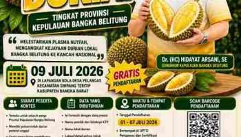 Gubernur Bangka Belitung Dorong Durian Lokal Tembus Pasar Nasional