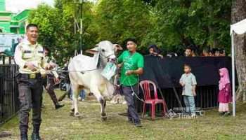 Kepala Daerah di Wilayah Operasional Perusahaan Apresiasi Penyaluran Hewan Kurban oleh PT Timah