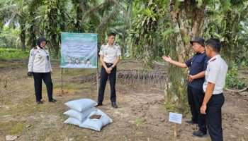 Kompos FABA Inovasi Lapas Pangkalpinang Diuji pada 10 Pohon Sawit di Belitung