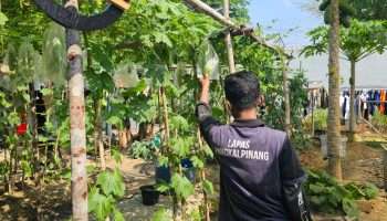 Lapas Pangkalpinang Ajarkan Budidaya Pare Vertikultur kepada Warga Binaan