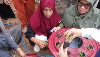 UBB Bawa Inovasi ke Desa Air Ruai, Ibu-Ibu KWT Kini Bisa Panen Lele dan Kangkung dari Satu Ember