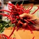 Harga Cabai Merah Rp46.160 per kg, Telur Ayam Rp28.800 per Kg