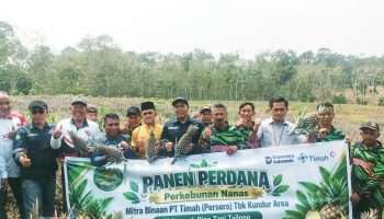 Kembangkan Lahan 5 Hektare, Kelompok Tani Binaan PT Timah Sukses Lakukan Panen Perdana Nanas di Karimun